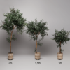 Olive tree in three sizes