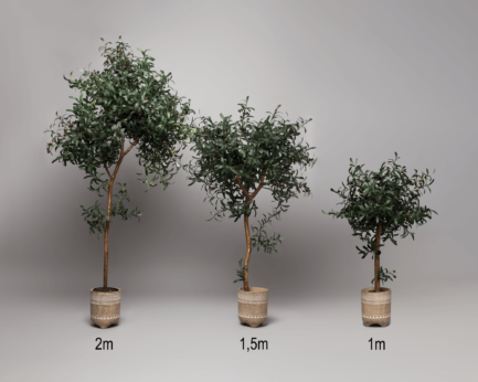 Olive tree in three sizes