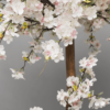 White cherry blossom tree zoomed