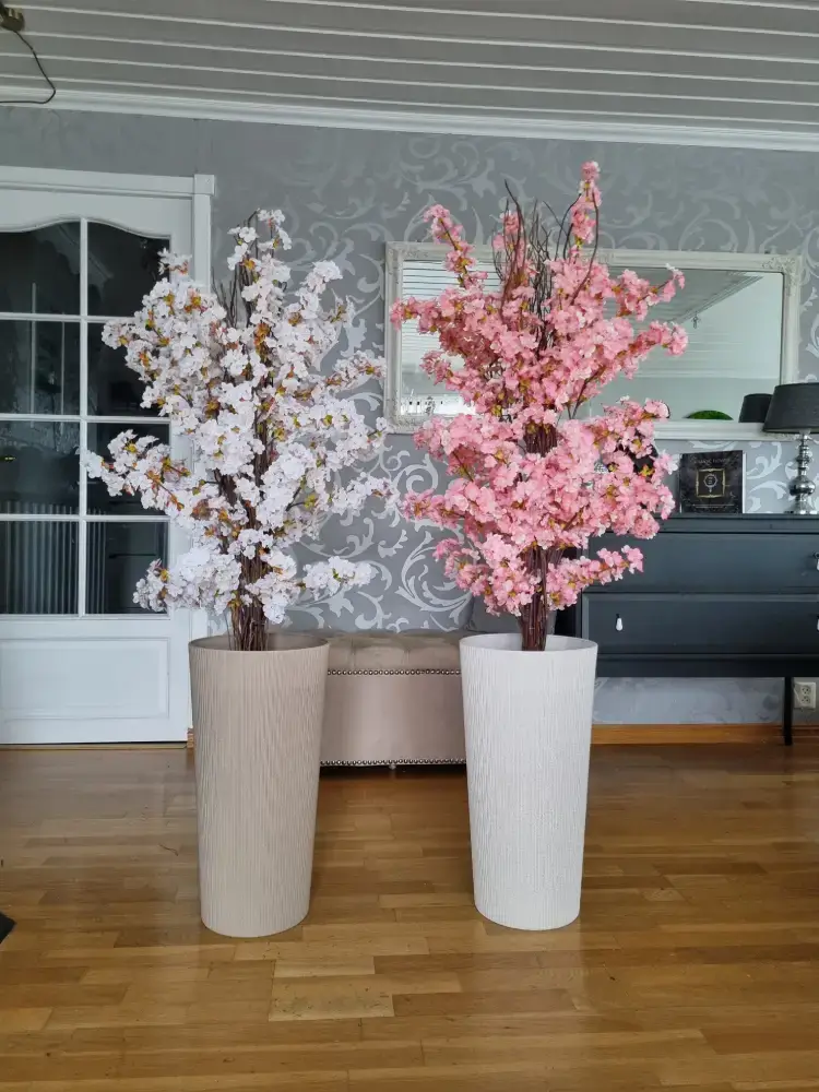 Cherry blossom bushes white and pink in big pots