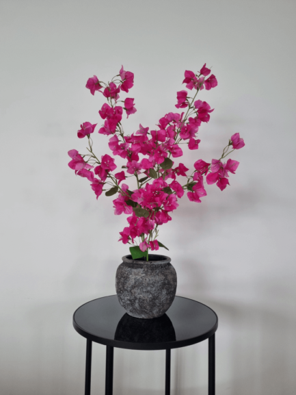 Fuchsia bougainvillea mini tree in a pot