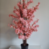 Pink cherry blosso, bush in a pot for home decoration