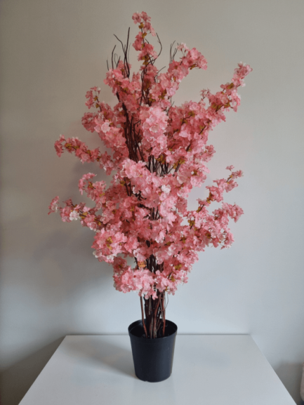 Pink cherry blosso, bush in a pot for home decoration