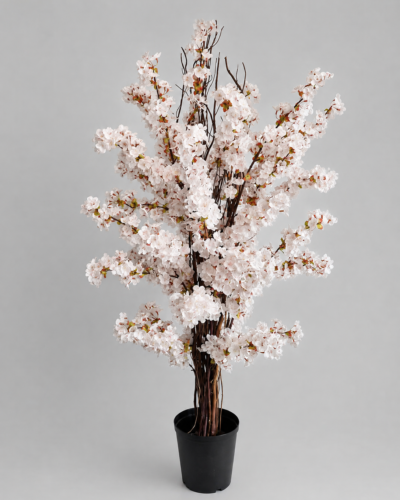Cherry Blossom Bushes 1,2m