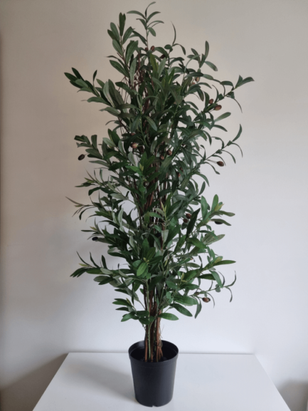 Green olive tree bush