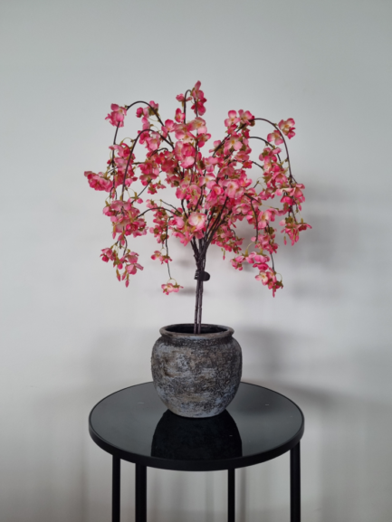 Pink hanging cherry tree in a pot