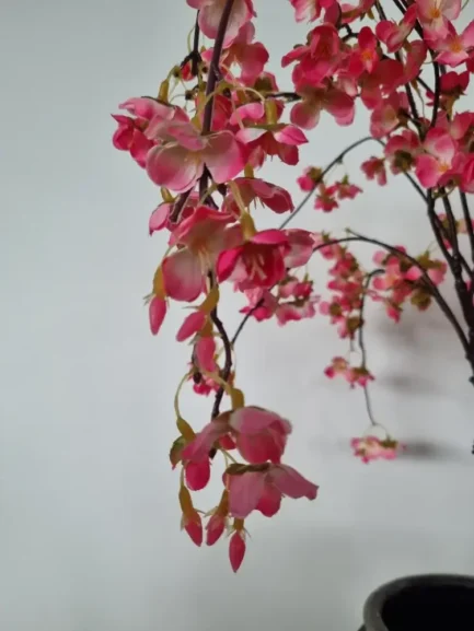 Pink hanging cherry blossom tree zoomed image