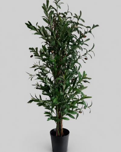 Olive Tree Bushes 1,2m