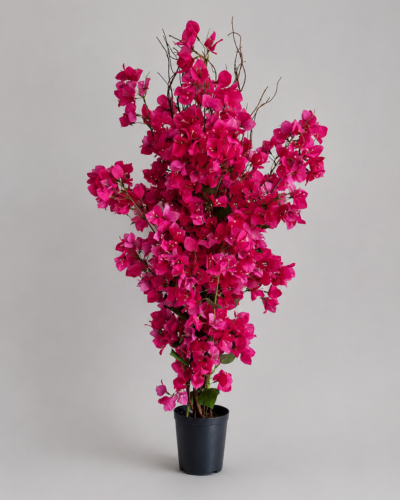 Bougainvillea tree bush 1,2m