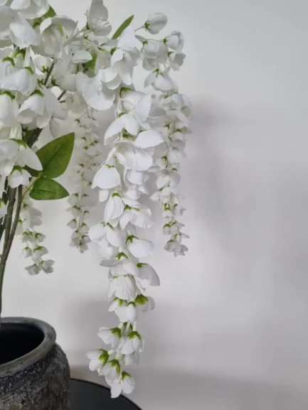 White wisteria one side