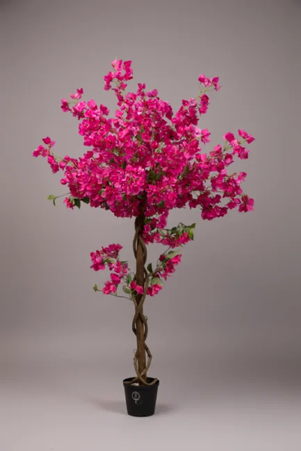 Bougainvillea trees