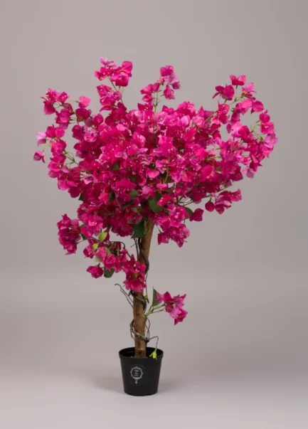 Bougainvillea trees - Image 3