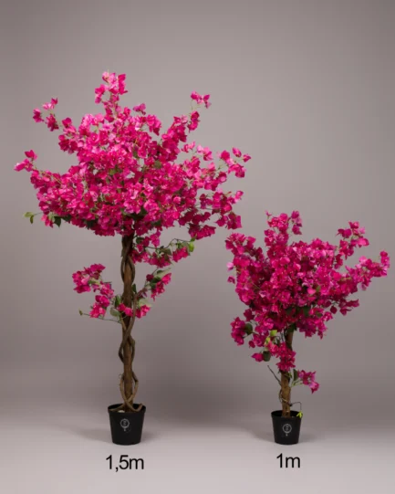Bougainvillea trees - Image 2