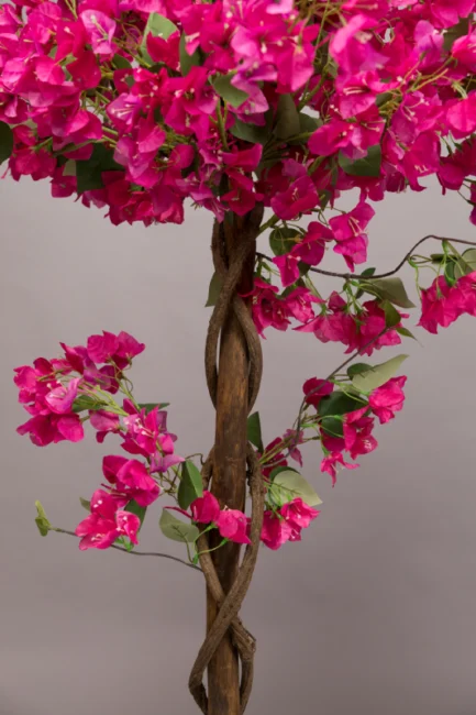 Bougainvillea trees - Image 4