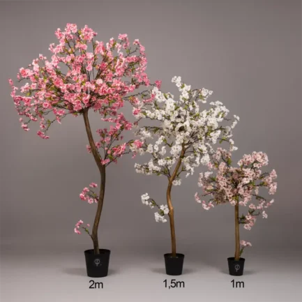 Sakura - Bilde 2