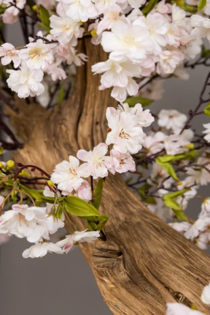 Sakura Queen tree - Image 4