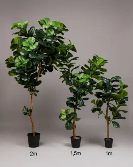 Ficus tree/Fiddle leaf tree - Image 2