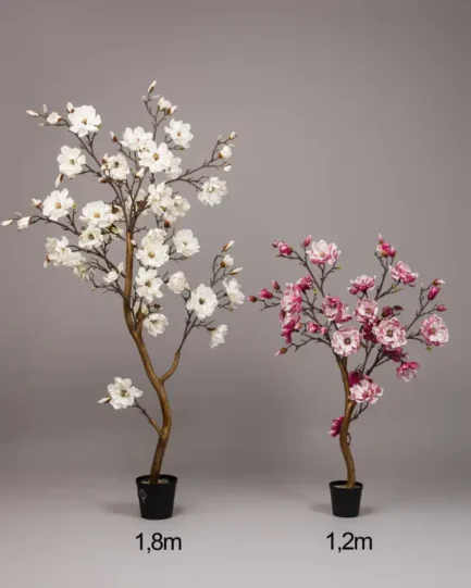 Magnolia - Image 2