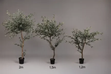 "Naturto" Olive tree - Bilde 2