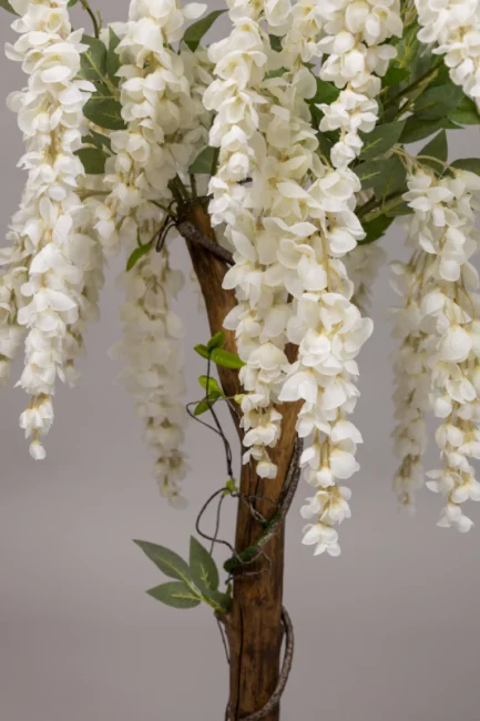 Wisteria - Image 6