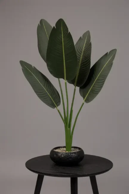 Banana Plant - Bilde 2
