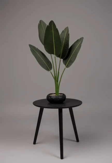 Banana Plant