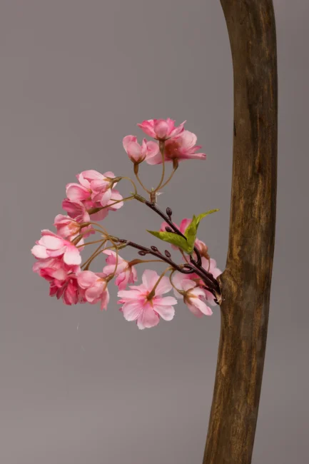 Sakura - Bilde 3