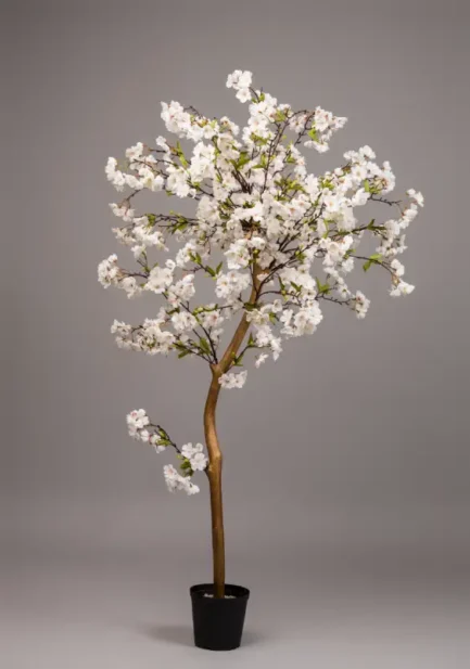 Sakura - Bilde 5