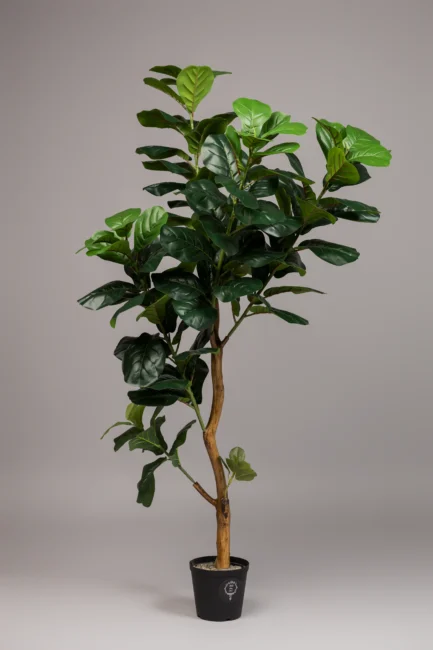 Ficus tree/Fiddle leaf tree - Image 7