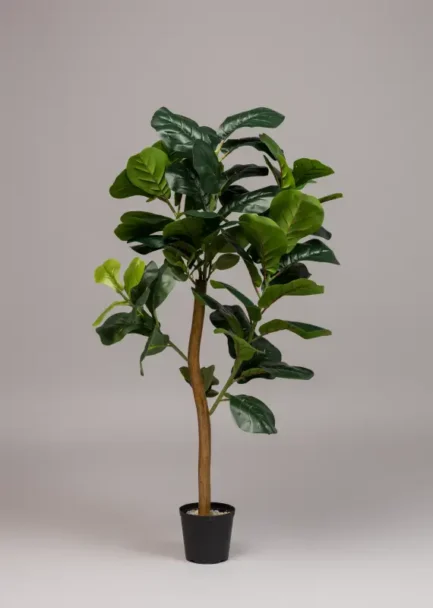 Ficus tree/Fiddle leaf tree - Image 6