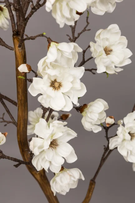 Magnolia - Image 5