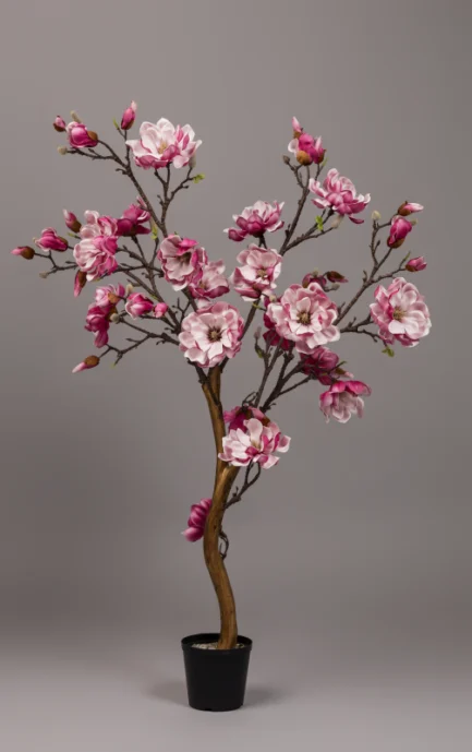 Magnolia