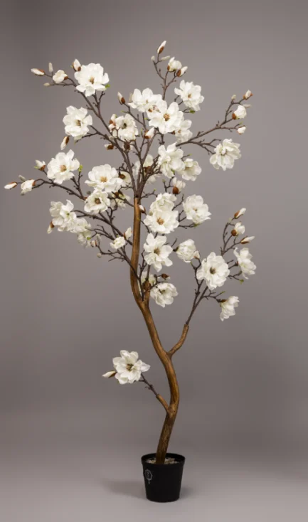 Magnolia - Image 3