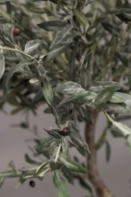 "Naturto" Olive tree - Bilde 5