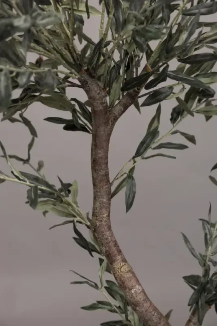 "Naturto" Olive tree - Bilde 6