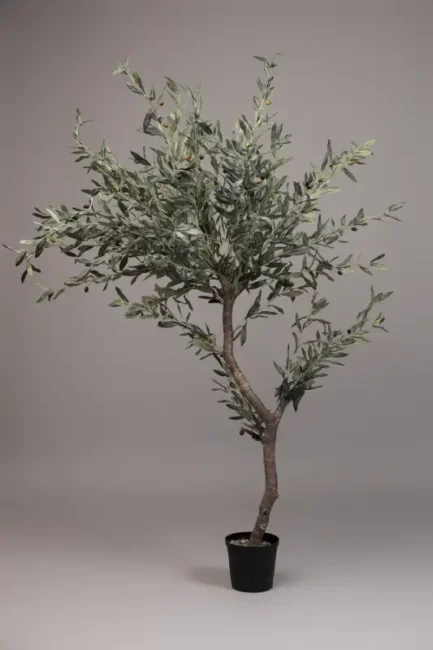 "Naturto" Olive tree