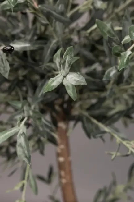 "Naturto" Olive tree - Bilde 7