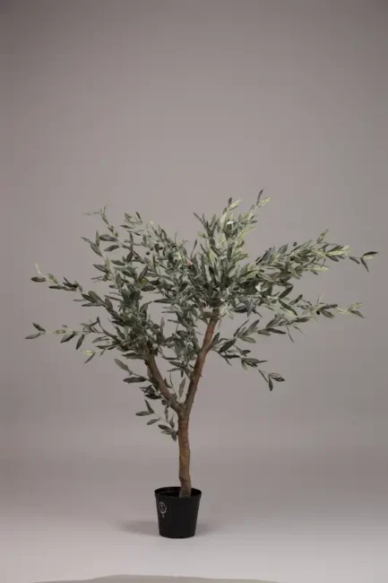 "Naturto" Olive tree - Bilde 4