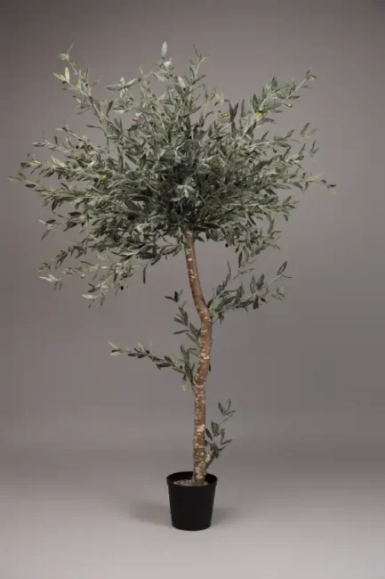 "Naturto" Olive tree - Bilde 3
