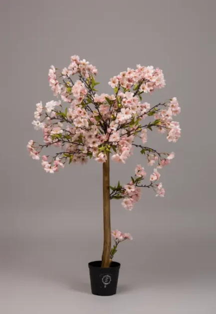 Sakura - Bilde 8