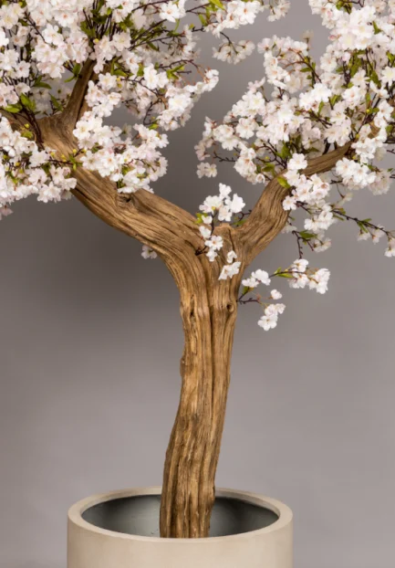 Sakura Queen tree - Image 3