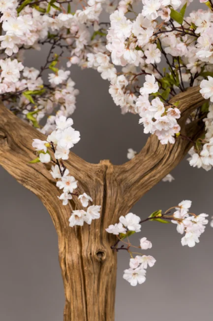 Sakura Queen tree - Image 2
