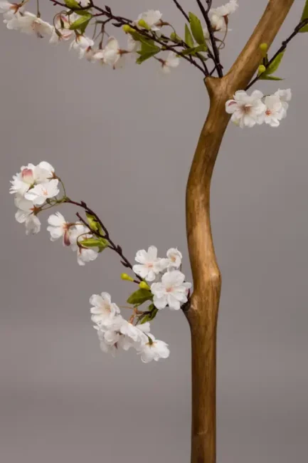 Sakura - Bilde 6