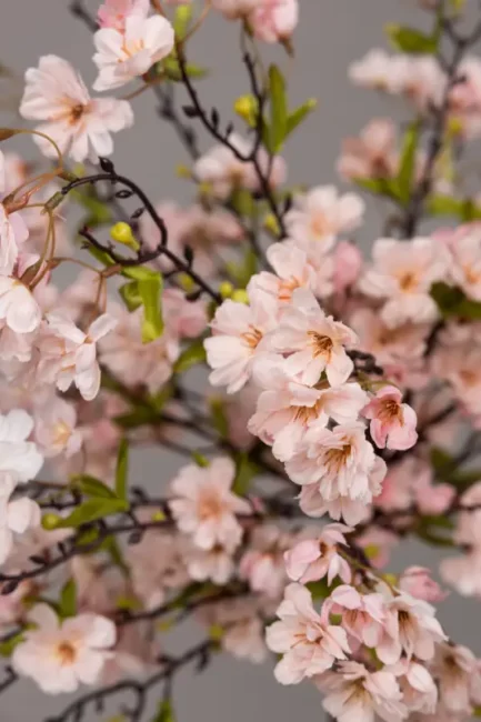 Sakura - Bilde 9