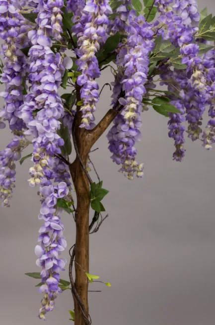 Wisteria - Image 4