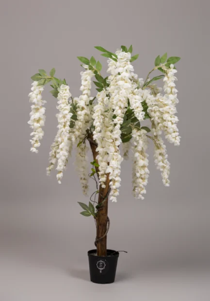 Wisteria - Image 5