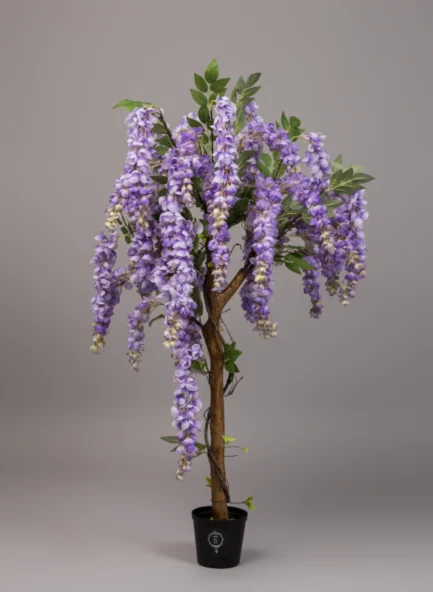 Wisteria - Image 3