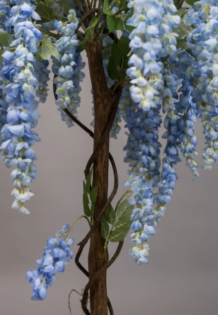 Wisteria - Image 8