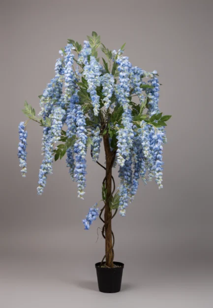 Wisteria - Image 7