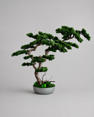 Premium Bonsai